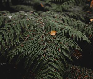 Preview wallpaper fern, leaves, plant, nature