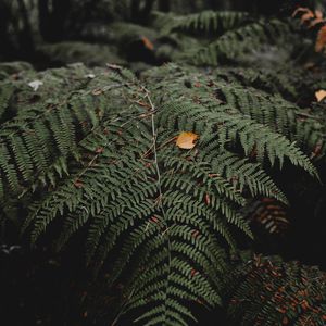 Preview wallpaper fern, leaves, plant, nature