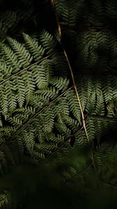 Preview wallpaper fern, leaves, plant, leaf