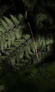 Preview wallpaper fern, leaves, plant, leaf