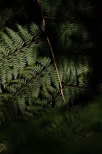 Preview wallpaper fern, leaves, plant, leaf