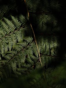 Preview wallpaper fern, leaves, plant, leaf