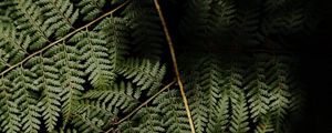 Preview wallpaper fern, leaves, plant, leaf