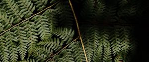 Preview wallpaper fern, leaves, plant, leaf