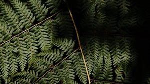 Preview wallpaper fern, leaves, plant, leaf