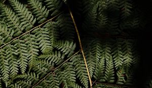 Preview wallpaper fern, leaves, plant, leaf