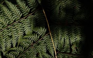 Preview wallpaper fern, leaves, plant, leaf