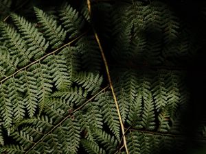 Preview wallpaper fern, leaves, plant, leaf