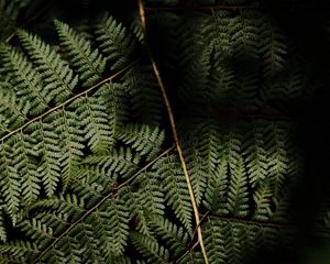 Preview wallpaper fern, leaves, plant, leaf