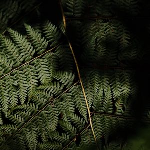 Preview wallpaper fern, leaves, plant, leaf