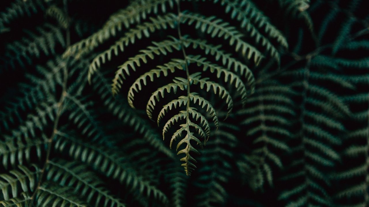 Wallpaper fern, leaves, plant, focus, green