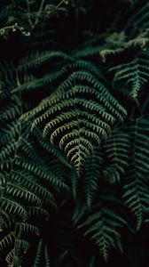 Preview wallpaper fern, leaves, plant, focus, green