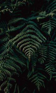 Preview wallpaper fern, leaves, plant, focus, green