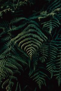 Preview wallpaper fern, leaves, plant, focus, green
