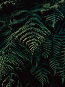 Preview wallpaper fern, leaves, plant, focus, green