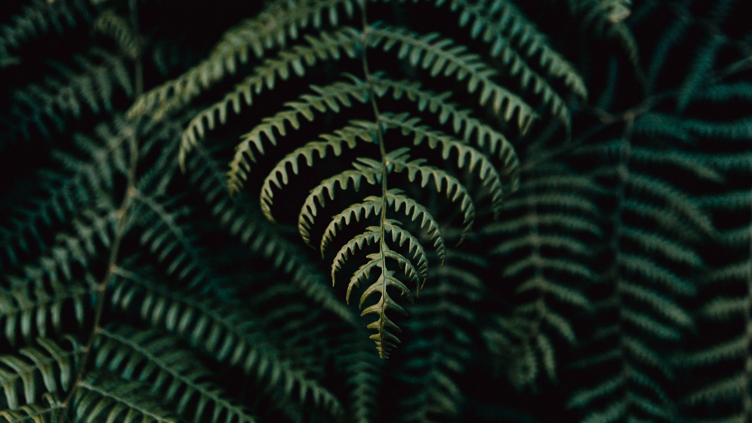 Download wallpaper 2560x1440 fern, leaves, plant, focus, green ...