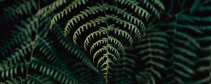 Preview wallpaper fern, leaves, plant, focus, green