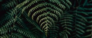 Preview wallpaper fern, leaves, plant, focus, green