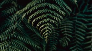 Preview wallpaper fern, leaves, plant, focus, green