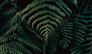 Preview wallpaper fern, leaves, plant, focus, green