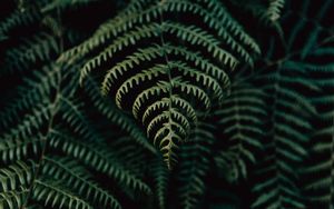 Preview wallpaper fern, leaves, plant, focus, green