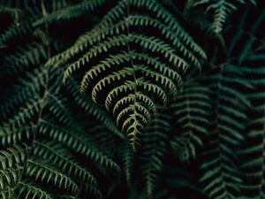 Preview wallpaper fern, leaves, plant, focus, green