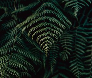 Preview wallpaper fern, leaves, plant, focus, green