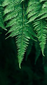 Preview wallpaper fern, leaves, plant, blur, focus