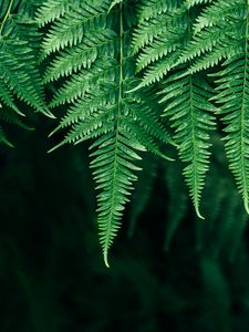 Preview wallpaper fern, leaves, plant, blur, focus