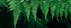 Preview wallpaper fern, leaves, plant, blur, focus