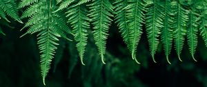 Preview wallpaper fern, leaves, plant, blur, focus