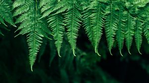 Preview wallpaper fern, leaves, plant, blur, focus