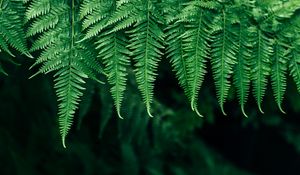 Preview wallpaper fern, leaves, plant, blur, focus