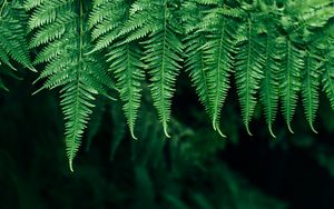 Preview wallpaper fern, leaves, plant, blur, focus