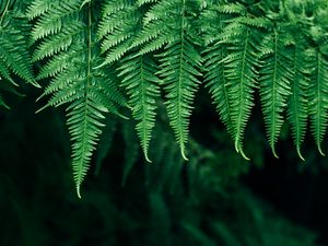 Preview wallpaper fern, leaves, plant, blur, focus