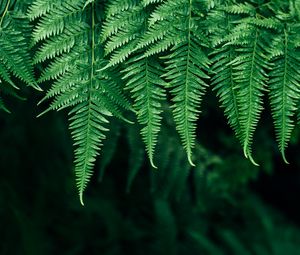 Preview wallpaper fern, leaves, plant, blur, focus