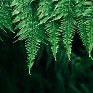Preview wallpaper fern, leaves, plant, blur, focus
