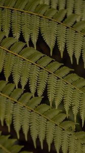 Preview wallpaper fern, leaves, plant, macro, green