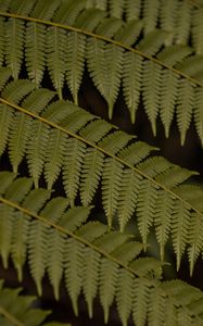 Preview wallpaper fern, leaves, plant, macro, green
