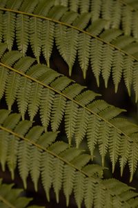 Preview wallpaper fern, leaves, plant, macro, green