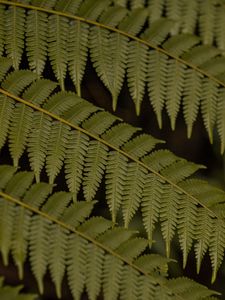 Preview wallpaper fern, leaves, plant, macro, green