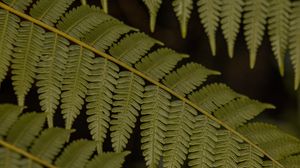 Preview wallpaper fern, leaves, plant, macro, green