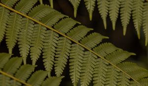 Preview wallpaper fern, leaves, plant, macro, green