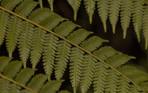 Preview wallpaper fern, leaves, plant, macro, green