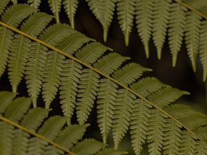 Preview wallpaper fern, leaves, plant, macro, green