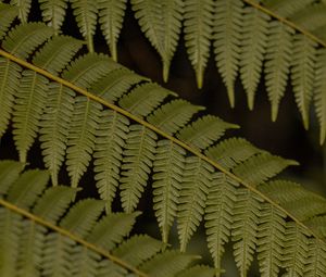 Preview wallpaper fern, leaves, plant, macro, green