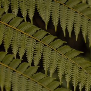 Preview wallpaper fern, leaves, plant, macro, green