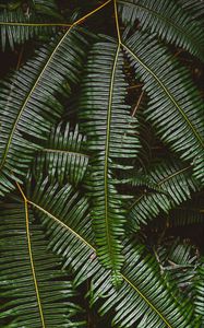 Preview wallpaper fern, leaves, plant, green, macro