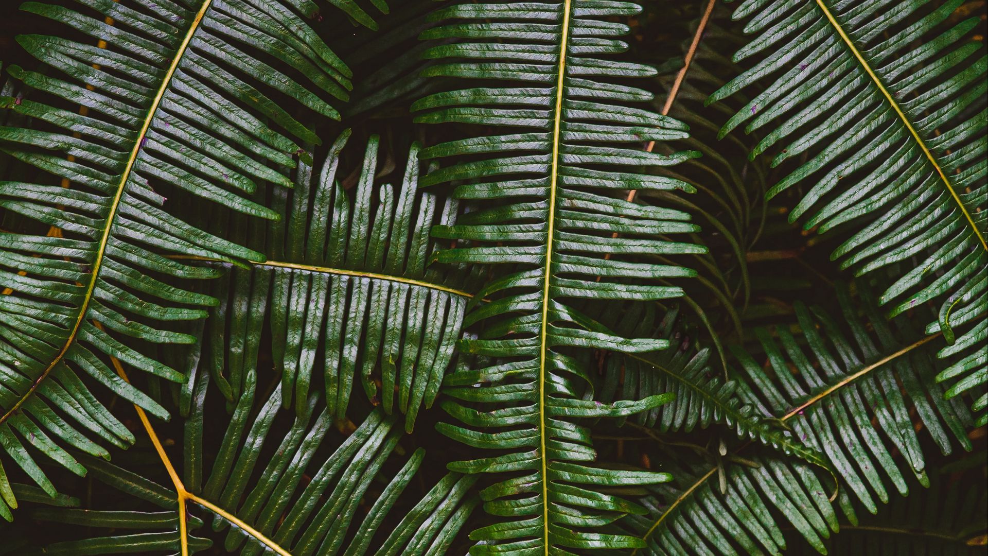 Download wallpaper 1920x1080 fern, leaves, plant, green, macro full hd ...