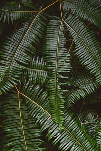 Preview wallpaper fern, leaves, plant, green, macro